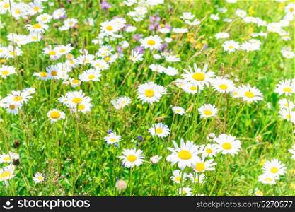 Green summer field of white flowers daisies