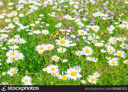 Green summer field of white flowers daisies. Field of white daisies