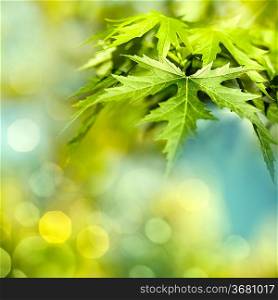 Green summer foliage, abstract natural backgrounds