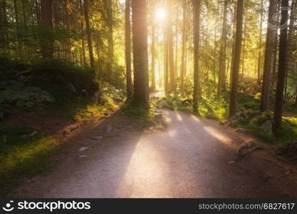 Green summer forest at sunny morning