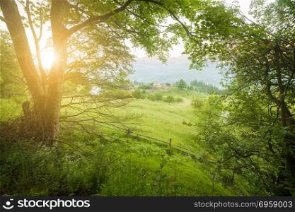 Green summer forest morning sunlight trees landscape