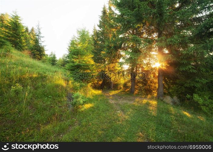 Green summer forest morning sunlight trees landscape