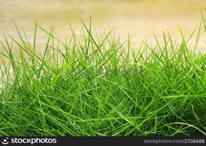 Green Summer Grass