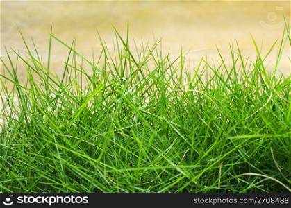 Green Summer Grass