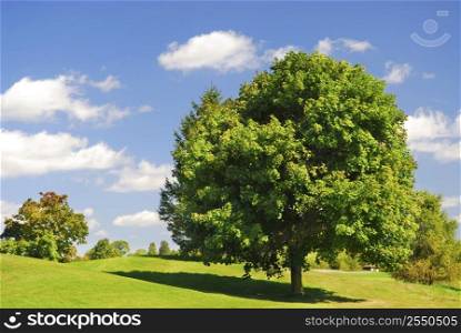 Green summer landscape with one leafy tree