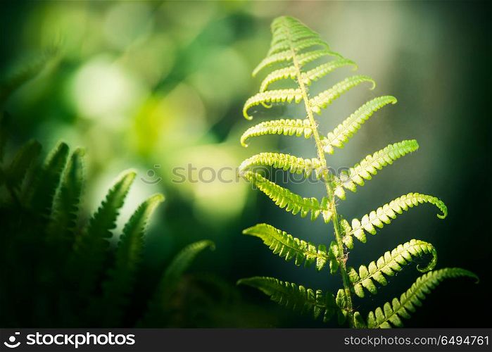 Green summer nature background with tropical fern leaves and bokeh