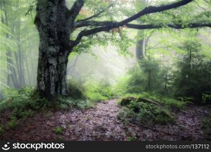 Green summer rainy and foggy forest. Old misty woodland nature landscape. Smoky Mountains, USA