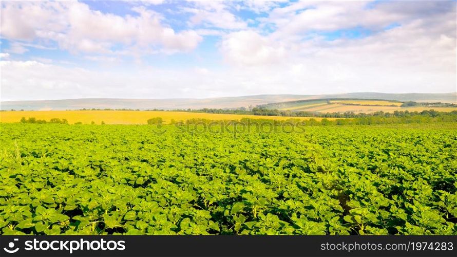 Green sunflower field and blue sky with white clouds. Wide format.