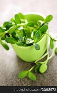 Green sunflower sprouts in a cup