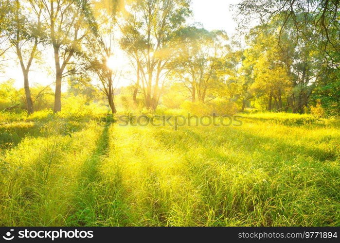 Green sunny forest or park. Landscape with sun shining through trees