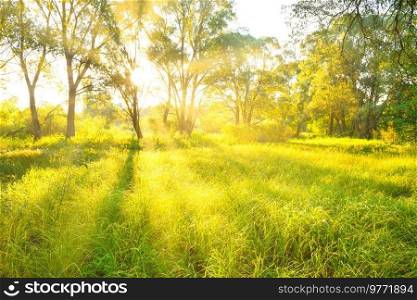 Green sunny forest or park. Landscape with sun shining through trees