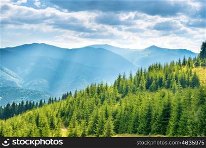 Green sunny hills with forest, blue sky and clouds. Nature landscape