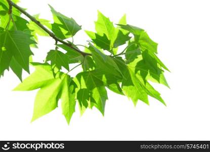 Green sunny maple leaves isolated on white