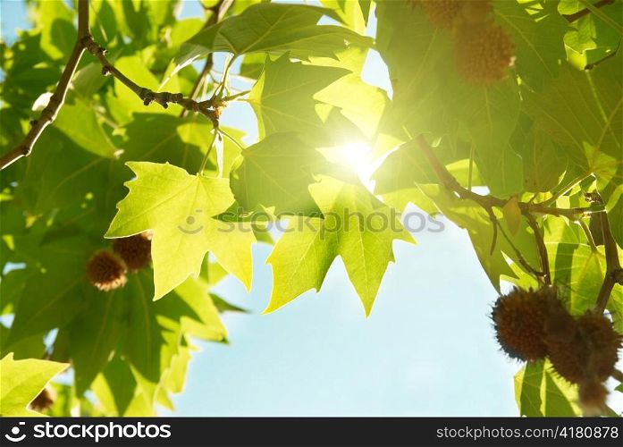 Green sunny maple leaves with blue sky.