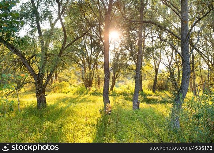 Green sunny park. Landscape with sun shining through trees