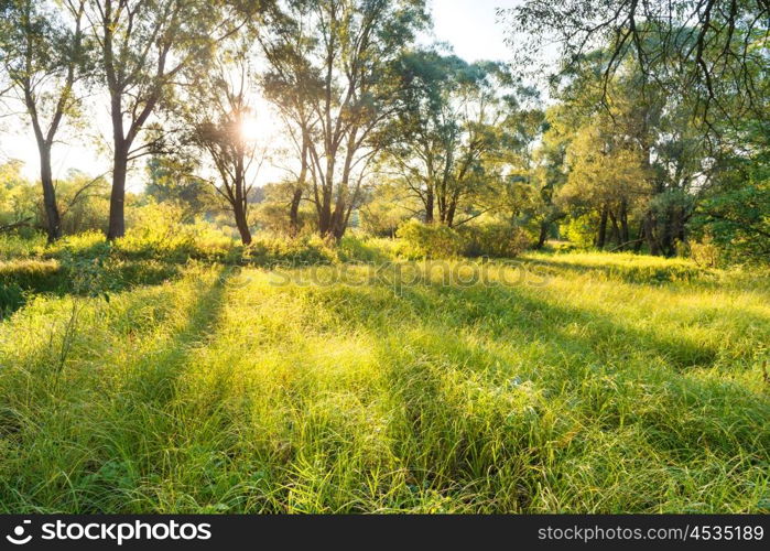 Green sunny park. Landscape with sun shining through trees