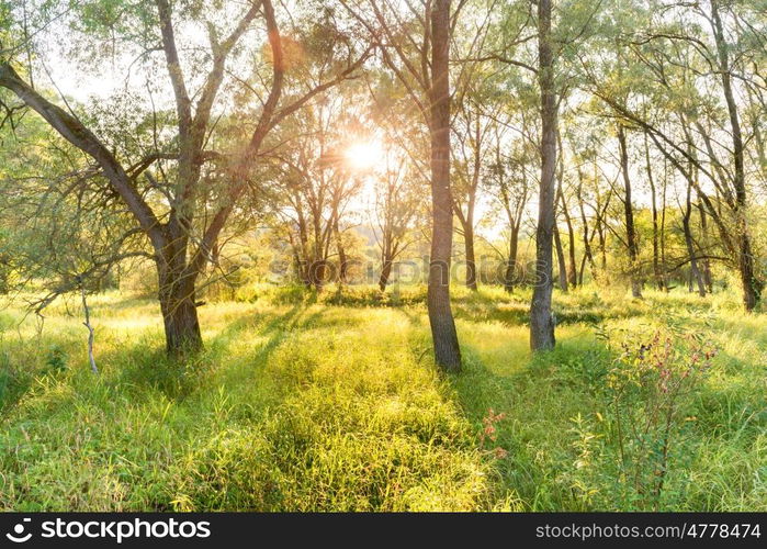 Green sunny park. Landscape with sun shining through trees