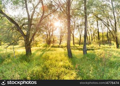 Green sunny park. Landscape with sun shining through trees
