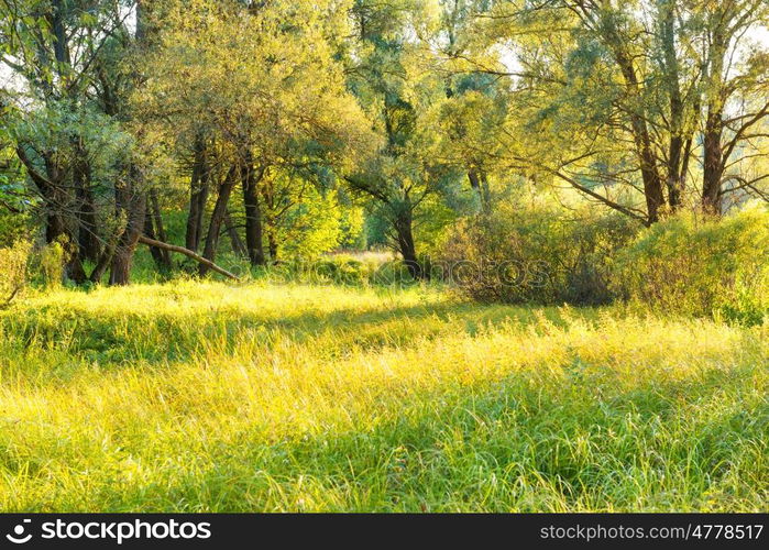 Green sunny park. Landscape with sun shining through trees