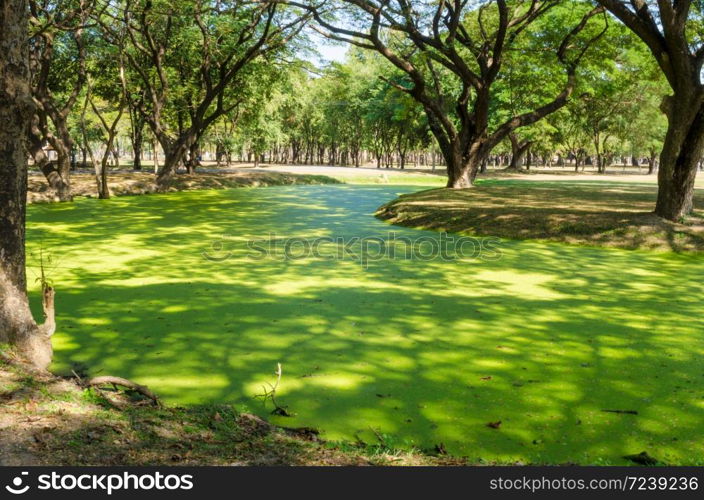 green swamp at Sukhothai historical park