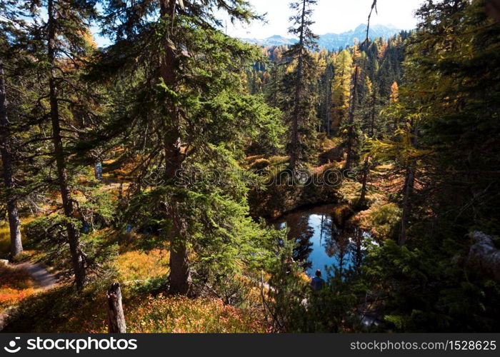 green swamp at the beautiful sunny forest on a trail Rauris Urwald Virgin Forest at the Hohe Tauern nature park Austria