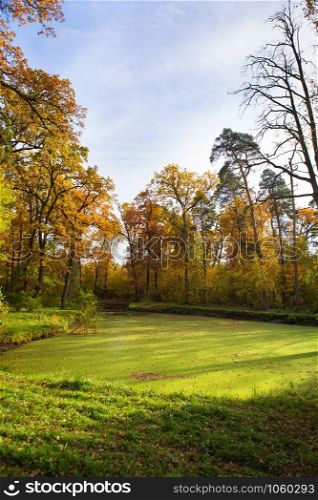 Green swamp inside the forest. Beautiful and warm autumn. Green swamp inside the forest. Beautiful and warm autumn.
