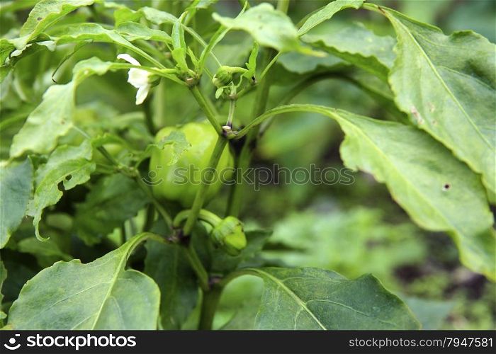 Green Sweet Pepper Growing On The Bed