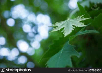 Green sycamore leaves on a branch macro