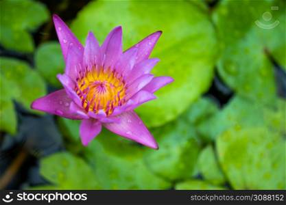 green symbol of elegance and grace with a beautiful pink lotus