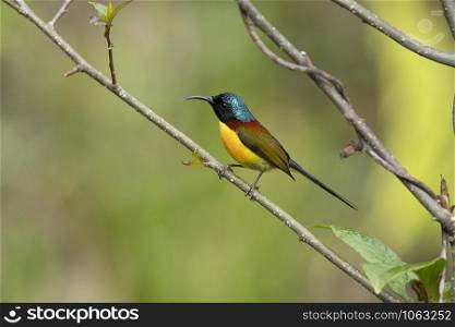 Green-tailed Sunbird, Aethopyga nipalensis, Mishmi Hills, Arunachal Pradesh, India
