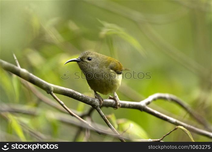 Green-tailed Sunbird Female, Aethopyga nipalensis, Mishmi Hills, Arunachal Pradesh, India