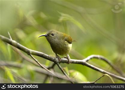 Green-tailed Sunbird Female, Aethopyga nipalensis, Mishmi Hills, Arunachal Pradesh, India