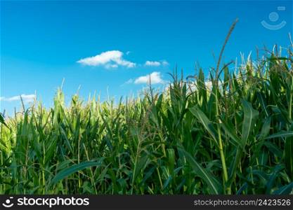 Green tall corn plants and blue sky, summer view