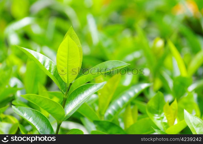 Green tea bud and fresh leaves