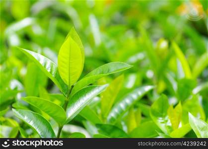 Green tea bud and fresh leaves