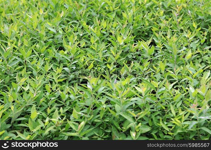 Green tea bud and fresh leaves, background.