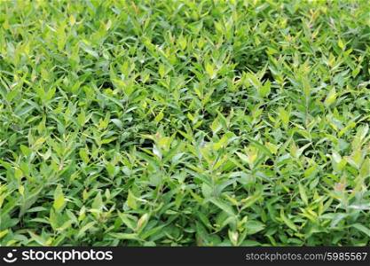 Green tea bud and fresh leaves, background.