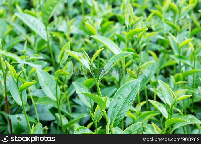 Green tea bud and fresh leaves. Tea plantations.