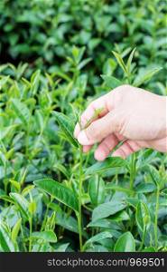 Green tea bud and fresh leaves. Tea plantations.