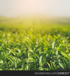 Green tea buds and leaves at early morning on plantation and sunrise