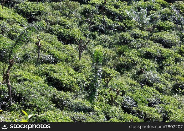 Green tea bush and trees on the plantation in Sri Lanka