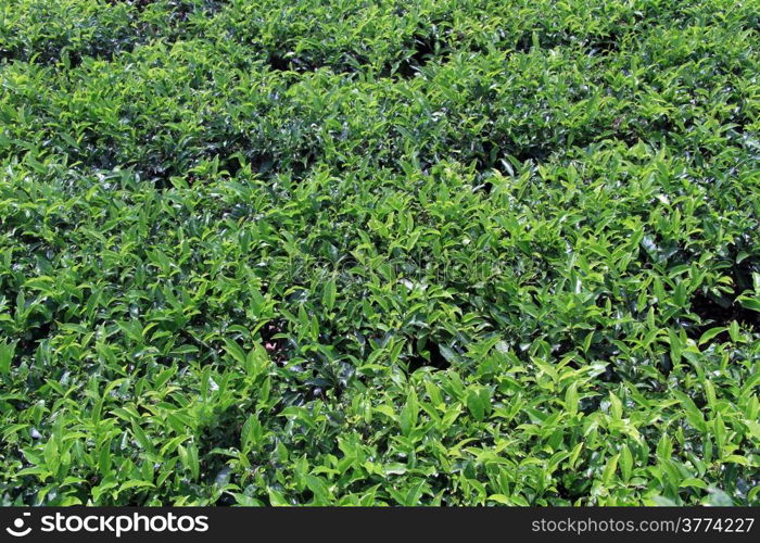 Green tea bush on the plantation in Sri Lanka