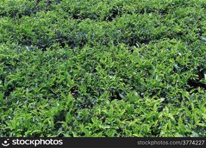 Green tea bush on the plantation in Sri Lanka