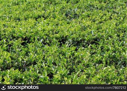 Green tea bush on the plantation in Sri Lanka