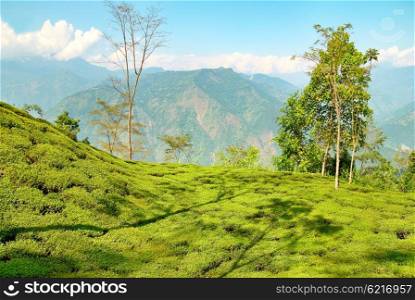 Green tea bushes on plantation in Darjeeling, India