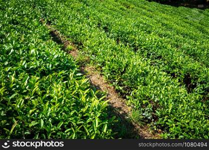 Green tea farm in spring. Tea plantation