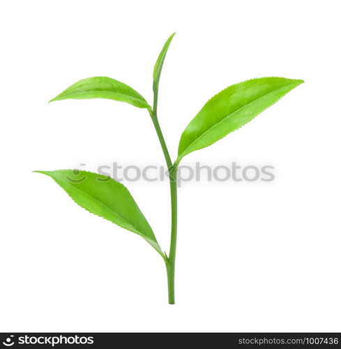 Green tea leaf isolated on white background.