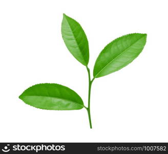 Green tea leaf isolated on white background