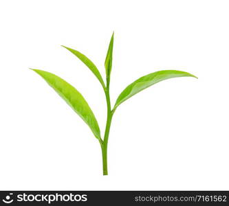 Green tea leaf isolated on white background