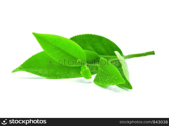 Green tea leaf with drops of water on white background.